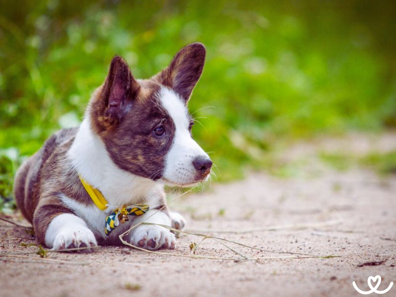 Plemeno-welsh-corgi-cardigan (10)